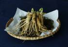 Ginseng Nedir, Faydaları Nelerdir, Nasıl Kullanılır?