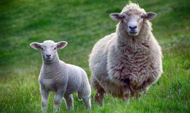 B Kan Grubuna Göre Beslenme ( Kan Gruplarına Göre Beslenme-7  )