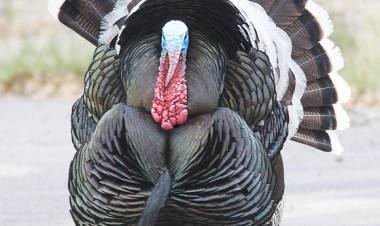 AB Kan Grubuna Göre Beslenme ( Kan Gruplarına Göre Beslenme-8 )