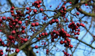Alıç Sirkesinin Faydaları Nelerdir? Alıç Sirkesi Nasıl Yapılır?