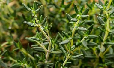 Doğal İlaç Kekik; Faydaları Nelerdir?