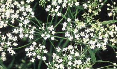 Anason Nedir? Anasonun Faydaları Nelerdir?