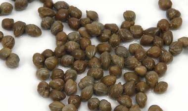 Kapari ( Gebre Otu) Nedir? Gebre Otu Faydaları Nelerdir? Kapari Hangi Hastalıklara İyi Gelir?