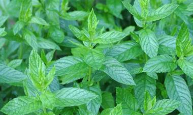 Nanenin Faydaları Nelerdir?