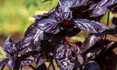 Reyhanın Faydaları Nelerdir?