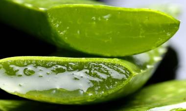 Aloe Vera Bitkisinin Faydaları Nelerdir? Aloe Vera Neye İyi Gelir?