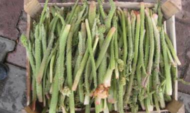 Işgın ( Uçgun) Nedir? Faydaları Nelerdir?