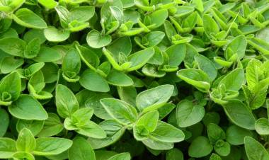 Mercanköşkün Faydaları Nelerdir?