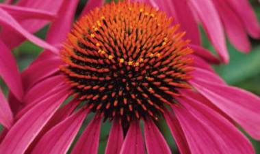 Ekinezyanın Faydaları Nelerdir?