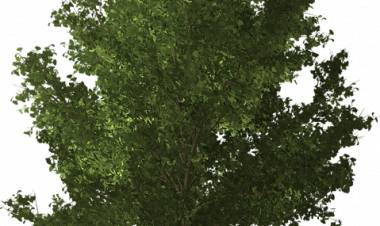 Ginkgo Biloba Faydaları