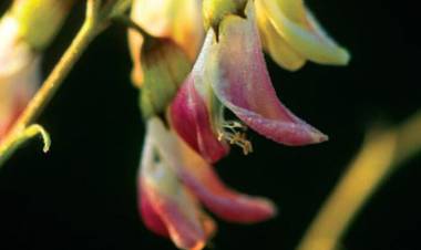 Geven Otunun Faydaları Nelerdir? Geven Kökü Neye İyi Gelir? Nasıl Kullanılır?