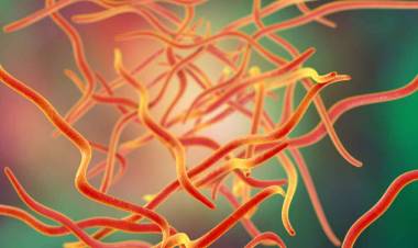 Bağırsak Kurdu Nasıl Düşürülür?