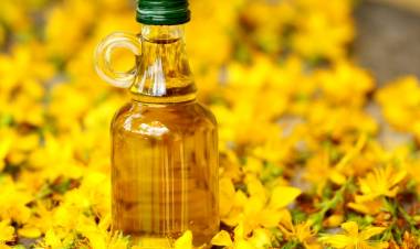 Kantaron Yağı Faydaları Nelerdir?