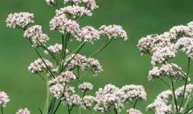 Kedi Otunun Faydaları Nelerdir?