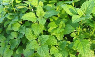 Melisa Otu ve Melisa Çayının Faydaları Nelerdir?