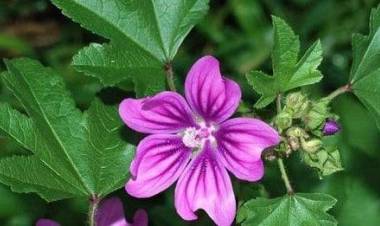 Ebegümecinin Faydaları Nelerdir?