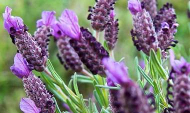 Karabaş Otunun Faydaları Nelerdir?