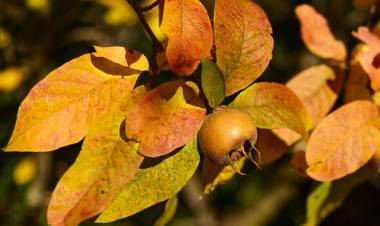 Muşmulanın Faydaları Nelerdir?