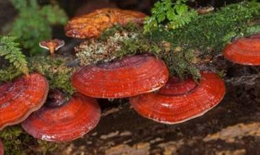 Reishi Mantarının Faydaları Nelerdir? Reishi Mantarı Nasıl Tüketilir?