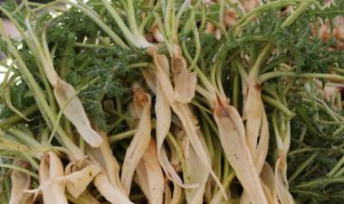 Şevketi Bostan Otu Nedir? Şevketi Bostan Otunun Faydaları Nelerdir?