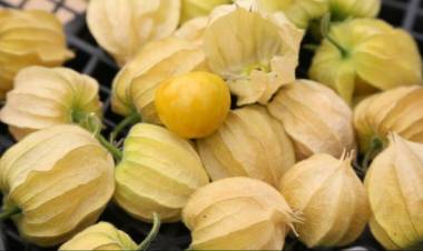 Altın Çileğin Faydaları Nelerdir?