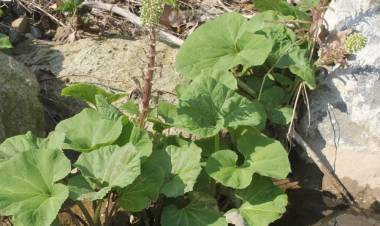 Kabalak (devetabanı) nedir? Kabalak otunun faydaları nelerdir?