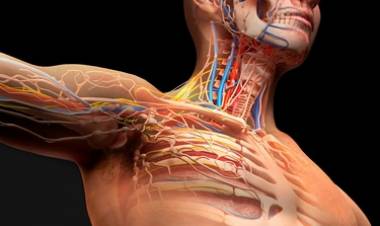 Kolajen Nedir?  Kolajen Ne İşe Yarar?