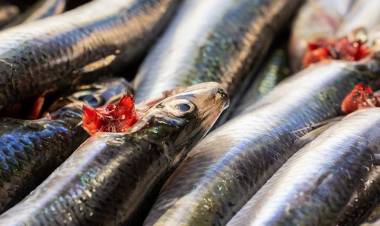 Hamsi Nedir? Hamsinin Faydaları Nelerdir?
