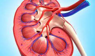 Böbrek Kisti Nedir? Neden Oluşur? Bitkisel Tedavisi Nedir?