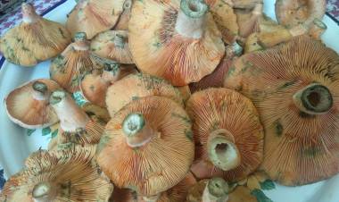 Kanlıca Mantarı Faydaları Nelerdir?