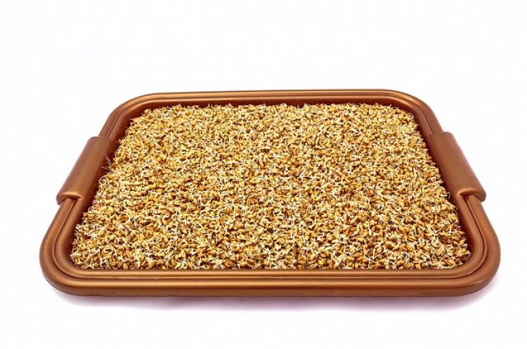 Çimlenmiş Buğday ve Arpanın Faydaları