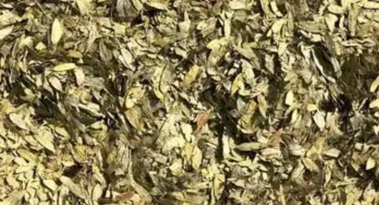 Sinamekinin Faydaları Nelerdir?