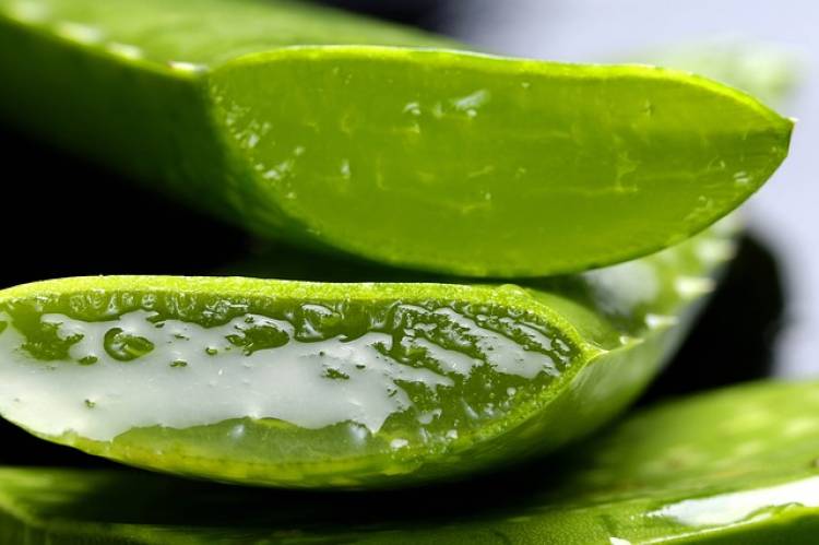 Aloe Vera Bitkisinin Faydaları Nelerdir? Aloe Vera Neye İyi Gelir?
