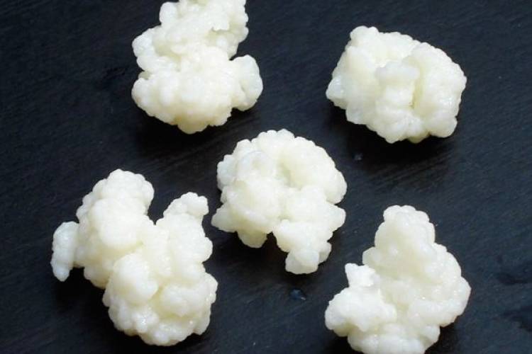 Kefirin Faydaları Nelerdir? Kefir Mayası Nedir?