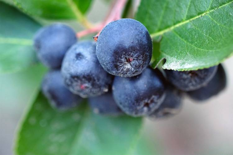 Aronia Bitkisi Nedir? Aronia Meyvesinin Faydaları Nelerdir?